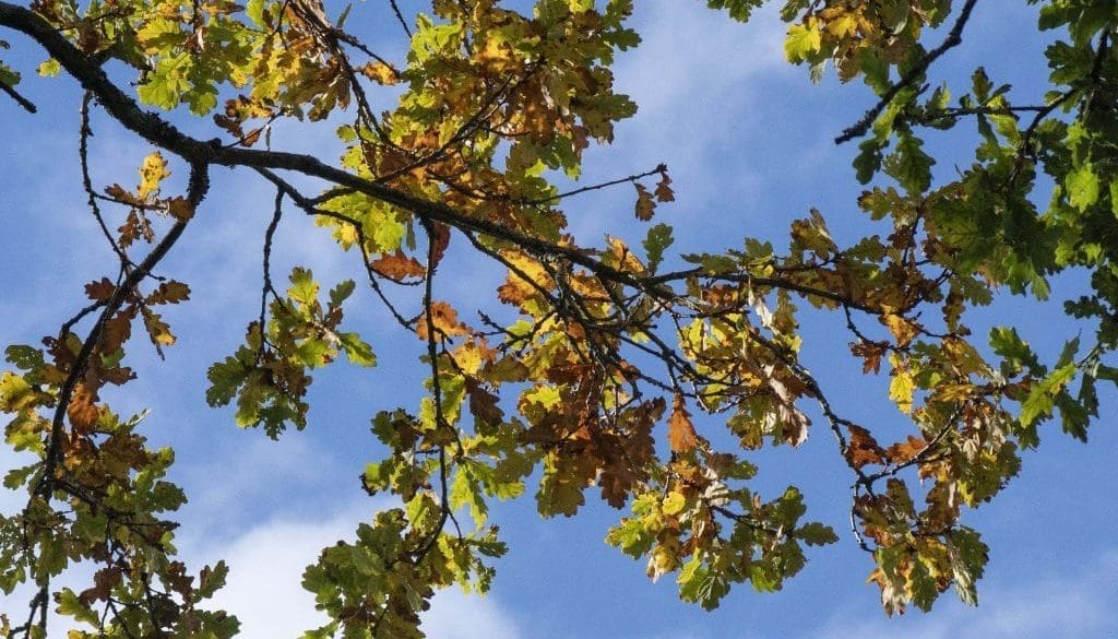 1 ! DSC_5259 Autumn oak branch EC Reduced