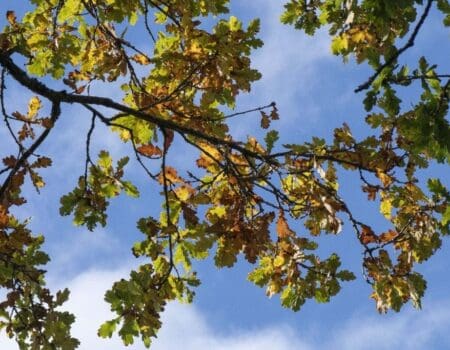 Wildlife Blog by Ron Allen – 8 November 2020