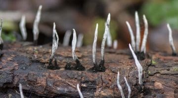 Candle-Snuff Fungi