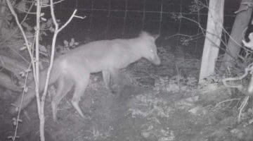 A fox at the end of the garden.