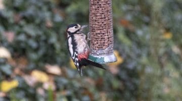 Male great-spotted woodpecker.