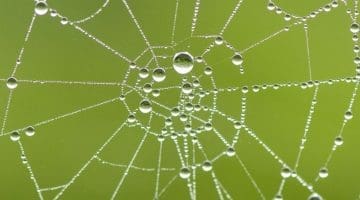 Dew laden spiral cobweb.