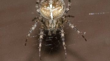 Garden cross spider.