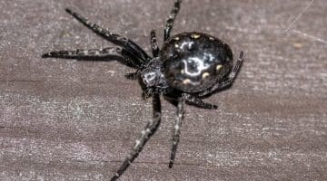 Walnut orb-web spider.