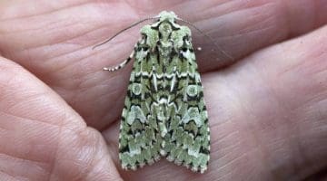 Green-Brindled Crescent Moth