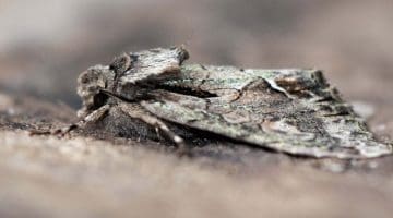 Merveille du Jour Moth