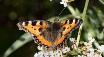 Small Tortoiseshell Butterflies