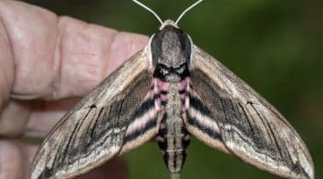 Privet Hawk-Moth