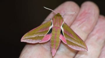 Elephant Hawk-Moth