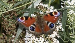 DSC_8903 Peacock on white buddleja EC