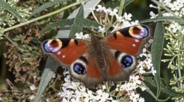 Peacock Butterfly