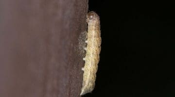 1 Angle Shades caterpillar on woodshed