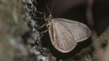 1 DSC_7487 cf winter moth EC C ----