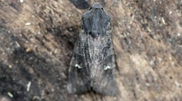 10 DSC_6661 Black rustic EC