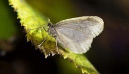 10 Winter moth by torchlight