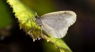 10 Winter moth by torchlight