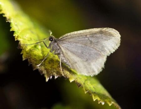 Wildlife Blog by Ron Allen – 19 December 2020