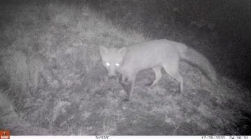 12260012_Moment Boxing Day fox E