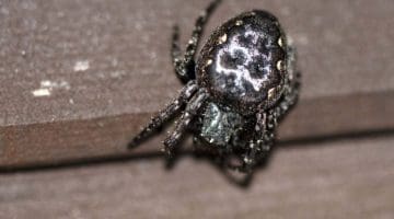 2 Walnut Orb-Weaver Spider