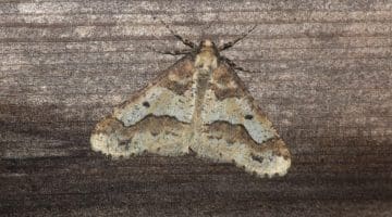 3 DSC_7019 Mottled Umber (Erannis defoliaria) EC