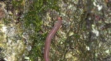 3 Worm on oak head end
