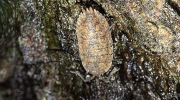 4 Common Rough Woodlouse - Porcellio scaberon oak