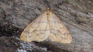 4 DSC_7029 Scarce Umber (Agriopis aurantiaria) EC
