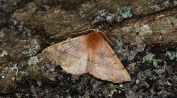 5 DSC_6734 Feathered thorn E