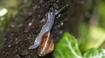 5 Strawberry snail Trochulus striolata on oak ivy