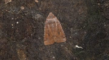 6 DSC_7548 Chestnut (Conistra vaccinii) EC