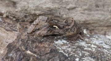 7 DSC_6943 Silver Y camouflage side view EC