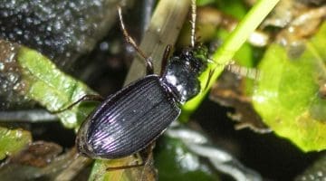 7 Ground beetle on deck