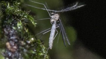 8 Chronomid non-biting Midge