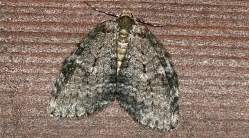 8 DSC_6789 November moth ECC -