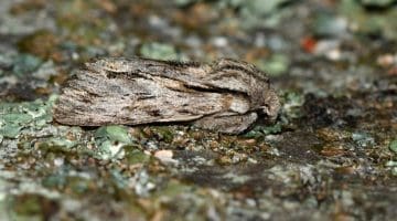 9 DSC_6706 Sprawler side view EC --(1)