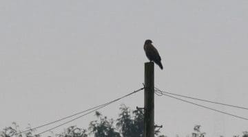 DSC_7373 Bzzd on pole looks around EC