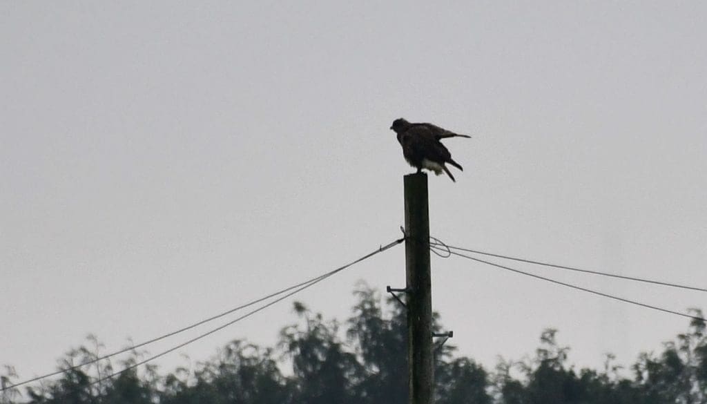 DSC_7377 Bzzd on pole wings open EC