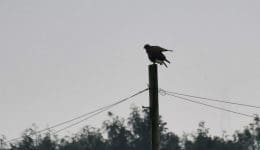 DSC_7377 Bzzd on pole wings open EC