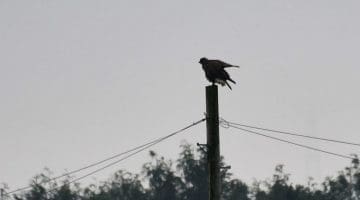 DSC_7377 Bzzd on pole wings open EC