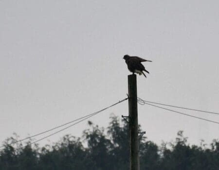 Wildlife Blog by Ron Allen – 28 November 2020