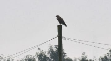 Buzzard