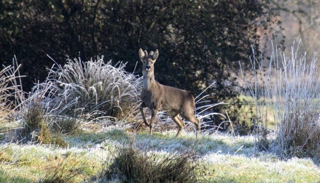 Roe Buck In Frost