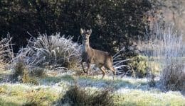 Roe Buck In Frost