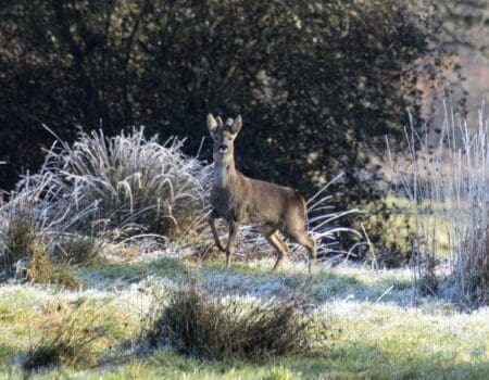 Wildlife Blog by Ron Allen – 22 November 2020