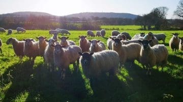 IMG_20201224_121929 Xmas Eve sheep EC