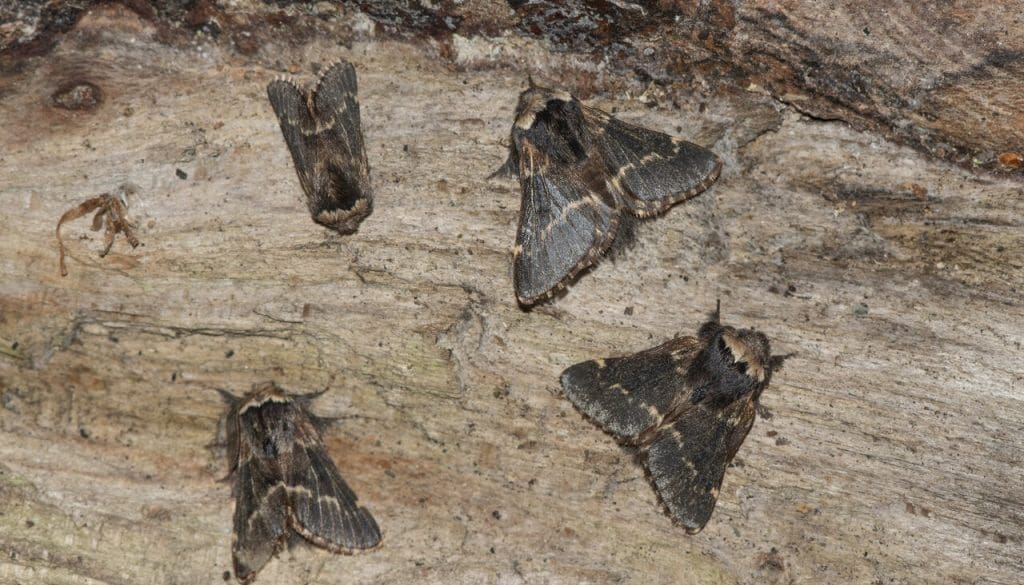 rsz_2_dsc_7069_four_december_moths_ec