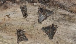 rsz_2_dsc_7069_four_december_moths_ec