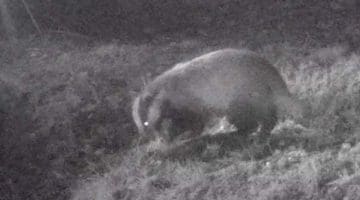 1 ! 01220006 Badger Still from vid EC