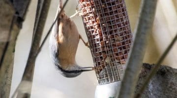 1 ! DSC_8405 Nuthatch feeds EC Reduced