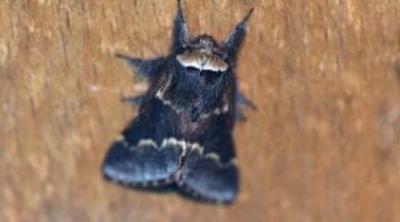 1 ! DSC_8728 December moth 13Jan2021 EC Reduced